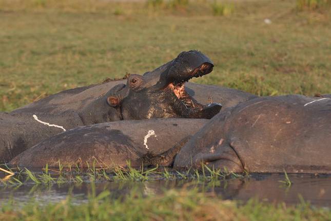 Victoria Falls & Chobe Adventure 4D/3N (from Victoria Falls)