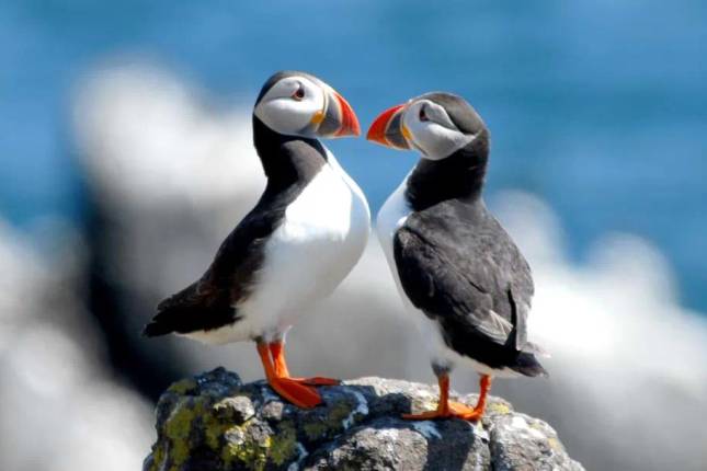 Walking Scotland's Orkney Islands