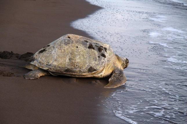 Tortuguero Jungle Expedition, Short Break