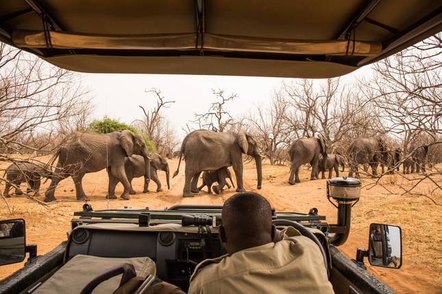 Moremi - 14 Day Adventure Tour