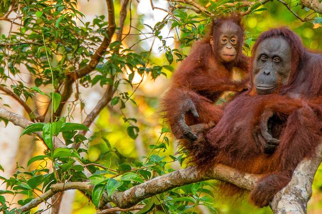 Borneo - 15 Day Adventure Tour