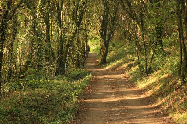 Camino de Santiago - French Way: Total Distance St.Jean Santiago (36 days)