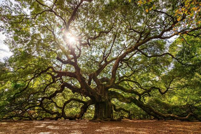 Best of the South: Charleston to New Orleans