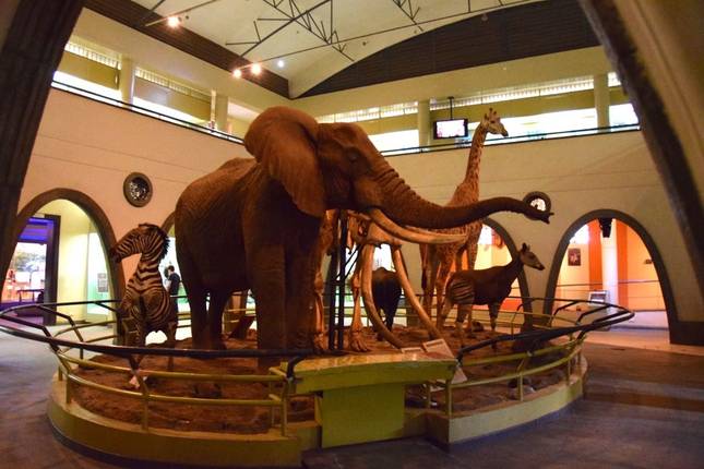 Nairobi National Museum and Snake Park Guided Day Tour