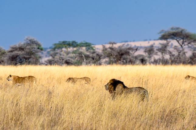 Tanzania Gezinsreis: Een Serengeti Safari