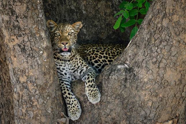 Pure Nature Photography between Luangwa and Zambezi