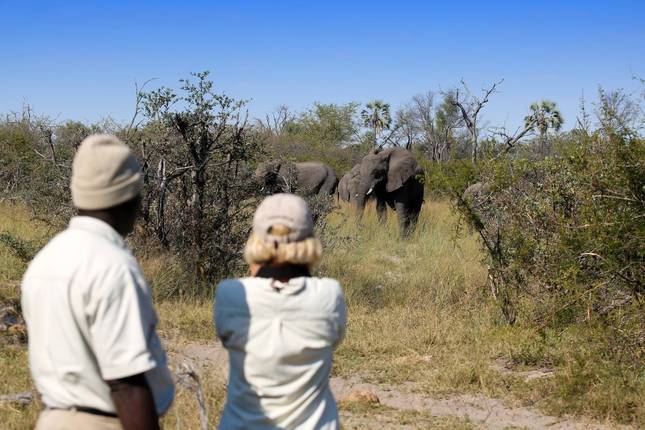 On the Trail of the Wild Dogs