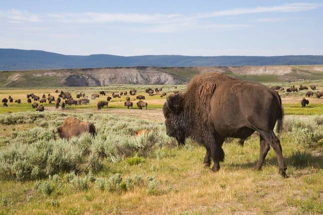 Bison, Cowboys and the Play of Colors in Yellowstone