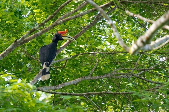 On the Trail of the Last Dwarf Elephants