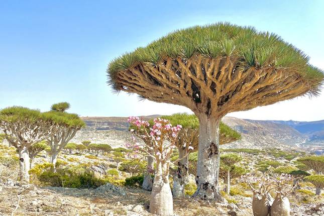 Sokotra – Das Galapagos des Indischen Ozeans