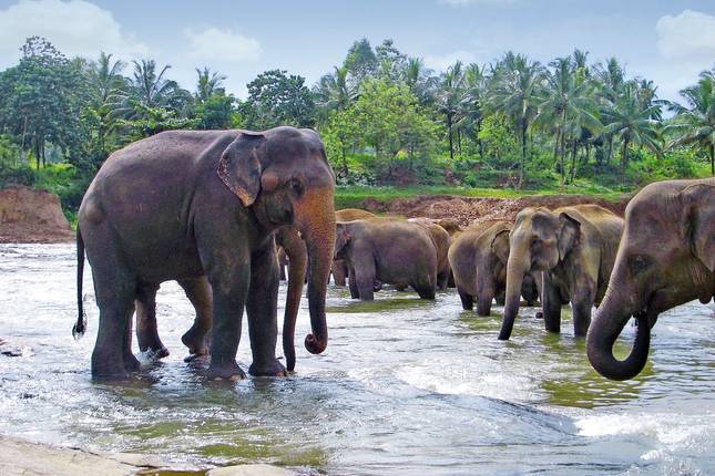 Leoparden und Löwenfelsen