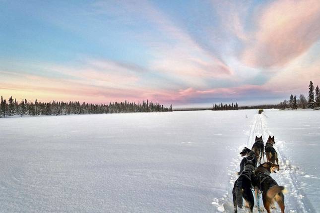 Husky Winter Dream: Classic