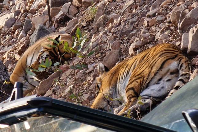 India Tiger Desert extension tour