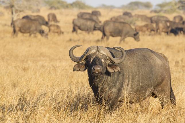 Kruger, Matobo & Falls - 7 days