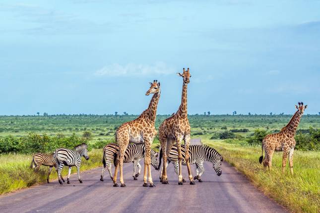 Kruger Safari Experience (Accommodated) - 4 days