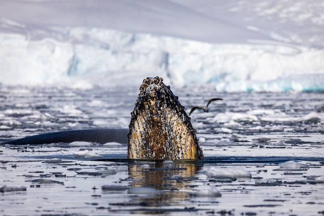 Best of Antarctica: Whale Discovery