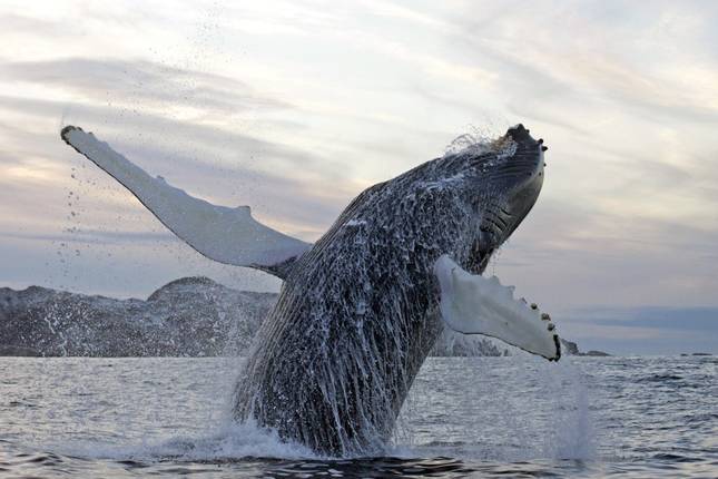Orcas and Humpback Whales Under The Northern Lights