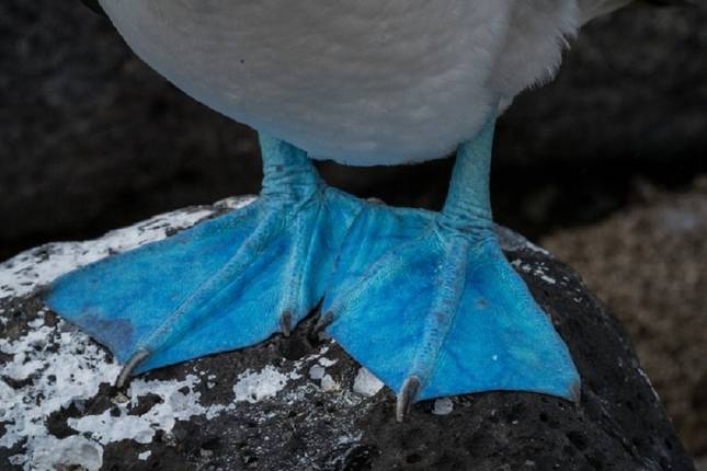 Luxury Galapagos 8 Days Tour