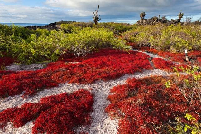 Galapagos Express - Central, South & East Islands aboard the Archipel I