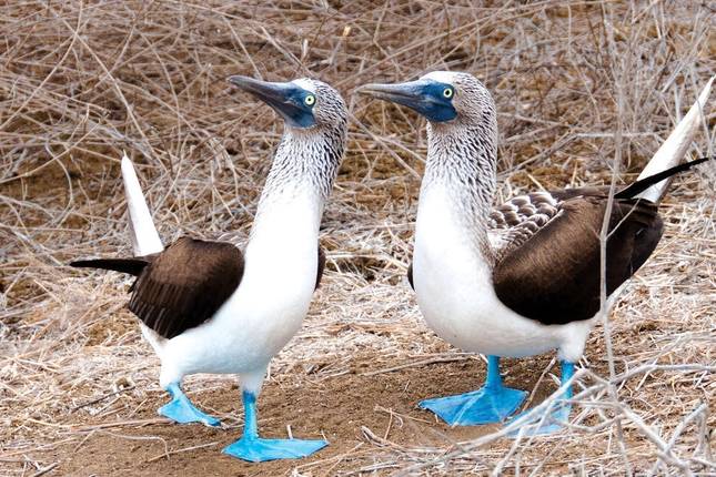Galapagos - Central, South & East Islands aboard the Archipel I