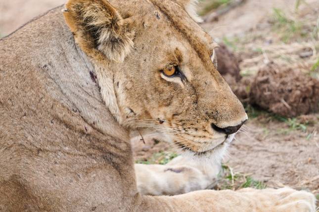 From Zanzibar: Mikumi Safari Day Trip with Flights and Lunch