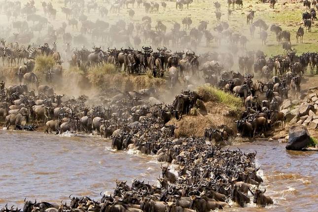 8 Days Great Serengeti Migration Safari *Tailor Made* Private Tour