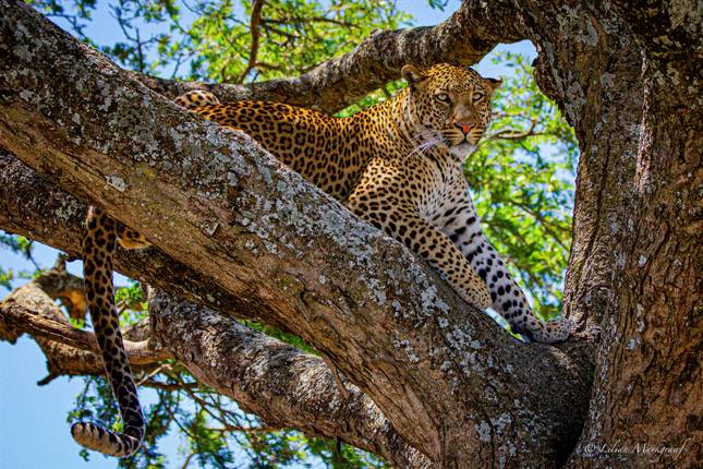 From Arusha  4 days Savannah to Crater: Serengeti and Ngorongoro Safari Trip