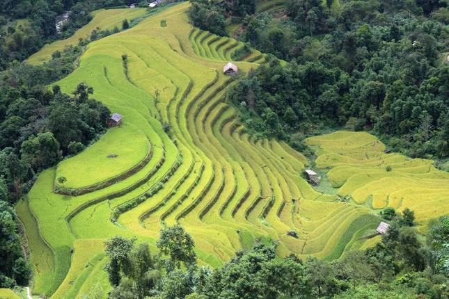 Bac Ha Market And Hoang Su Phi Trek - 5 days 4 nights Private Tour