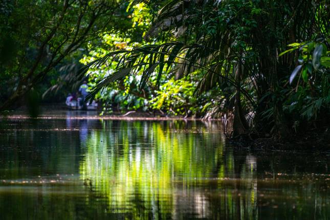 Tortuguero jungle experience