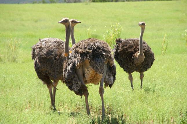 Garden Route & Safari Self Drive - 10 days