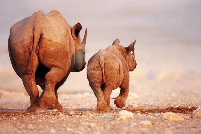 Excursion package Etosha National Park