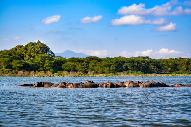 The Plains of Africa Kenya Wildlife Safari (Nairobi to Amboseli) (2025)