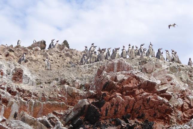 QUITO to LA PAZ (37 days) Andes & Amazon