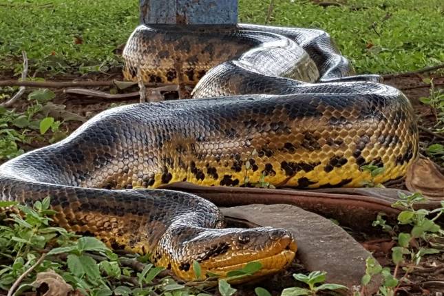 BUENOS AIRES to RIO (18 days) Waterfalls, Wetlands