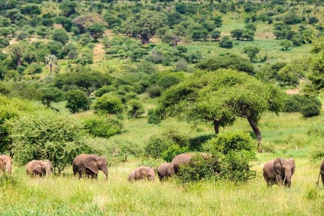 3-Day Tarangire, Ngorongoro & Manyara Impressive Safari