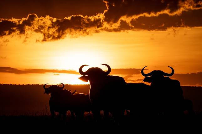 Ngorongoro Crater and Serengeti National Park