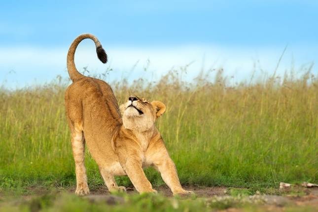 Touch of Serengeti Migration & Ngorongoro Crater