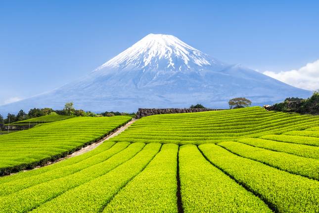 Japan Adventure