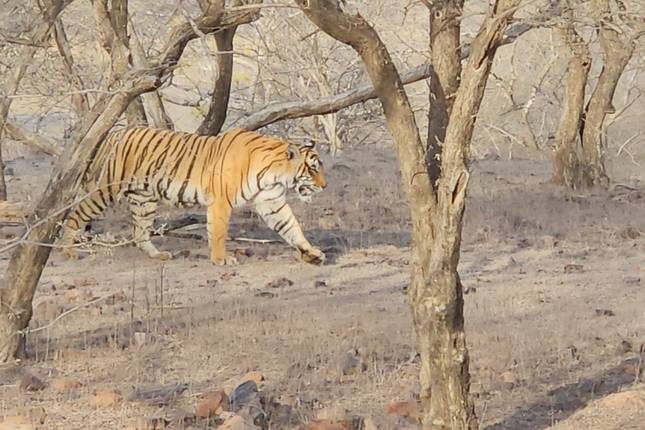 Golden Triangle with Tiger and Best of Kerala