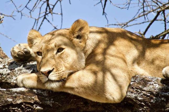 Tanzania Best Deal In 16 Days Wildlife Cultural Experiences