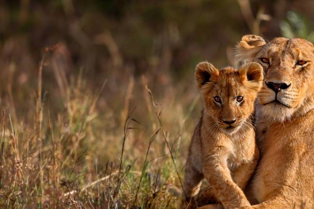 Kenya’s Exclusive Wildlife Escape