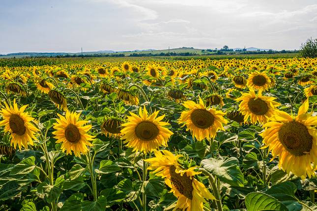 Romania ─ Experience the Country of Diversity in Detail