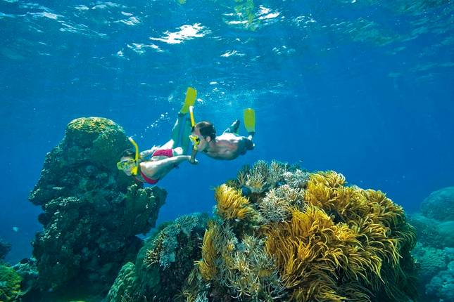 Kangaroo hoppers & East Coast