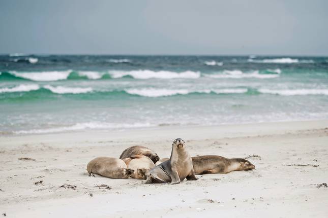 Sea Dragon Kangaroo Island 3 Days