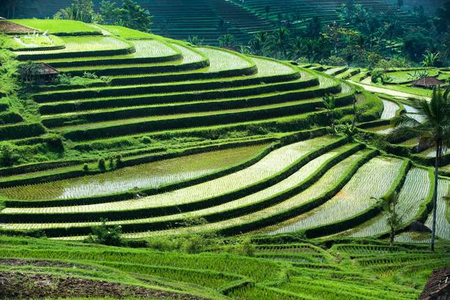 10 Day Bali Escape: Temples, Serene Nature and Organic Cuisine Experiences