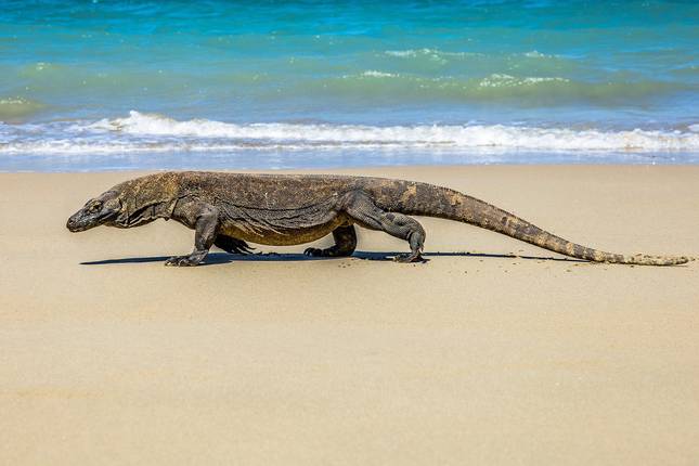 Bali, Lombok & Komodo  - 19 days