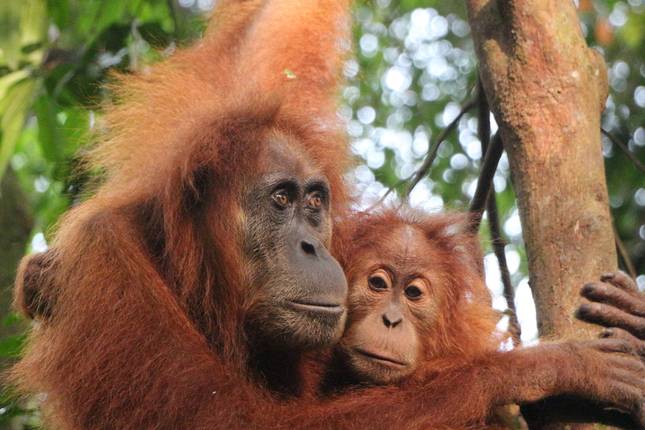 Highlights of Sumatra