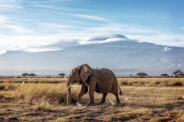 Tanzania & Zanzibar: Glamping Among the Big Five (from Mount Kilimanjaro to Zanzibar)