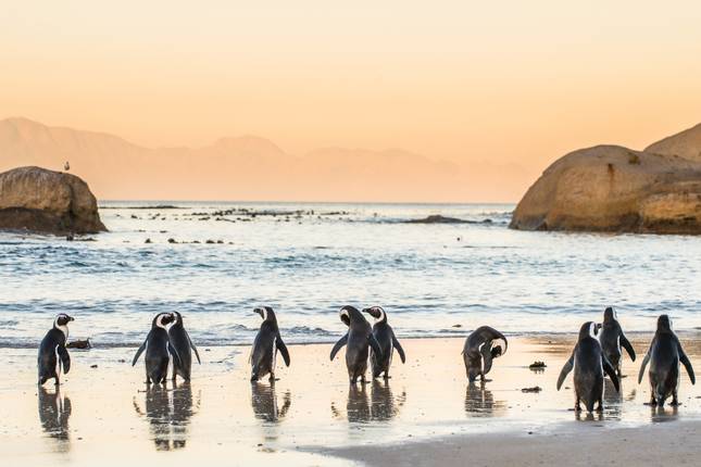 Roadtrip en Afrique du Sud : sur la Garden Route à la rencontre des Big Five
