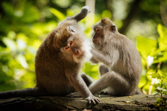 Bali Stories: Find Me by the Waves